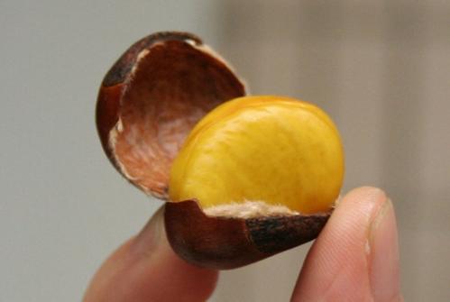 糖炒板栗在家怎么做？大厨教你正确做法，个个好剥壳，香甜又好吃