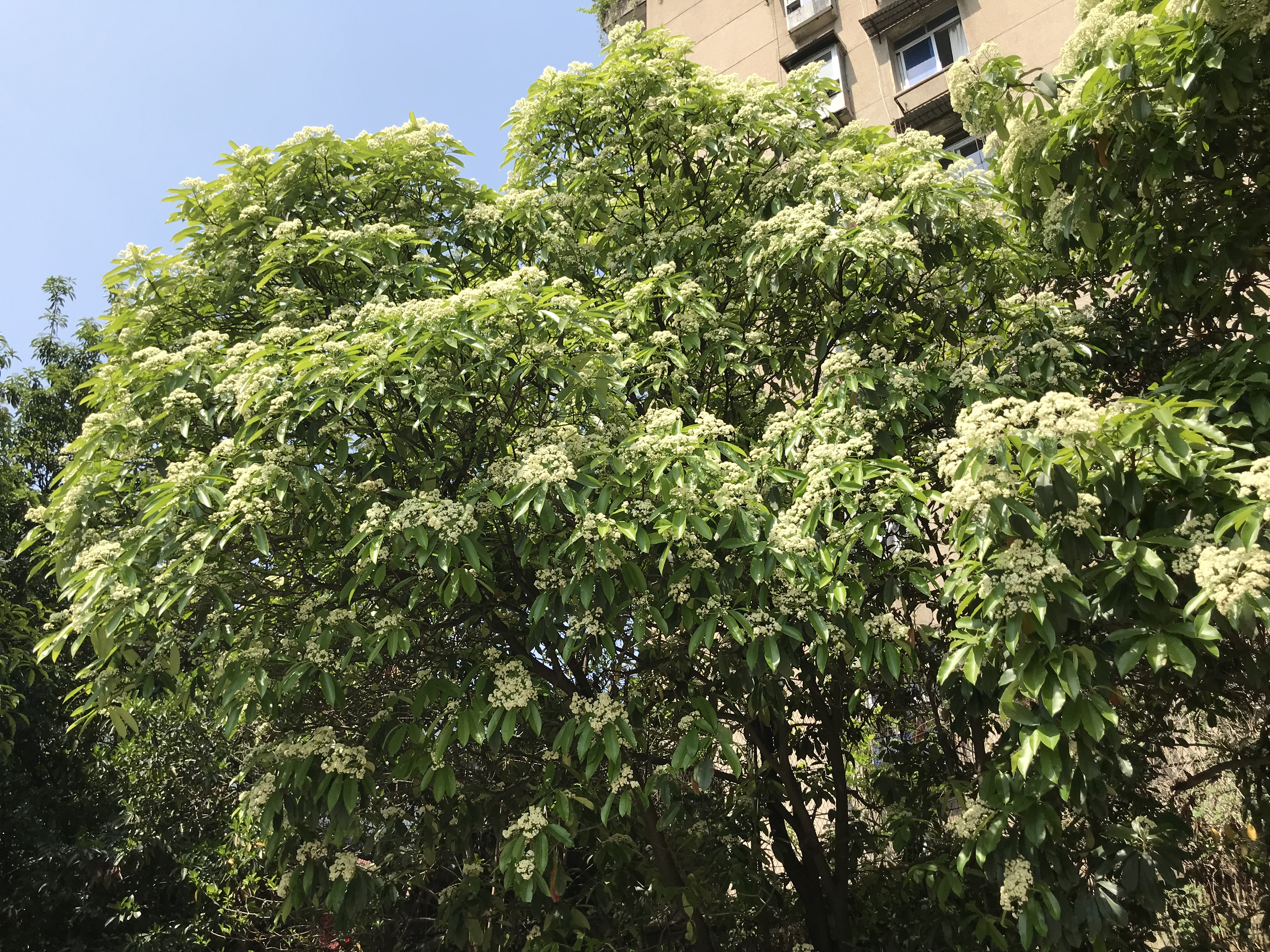 武汉市园林和林业局表示,石楠树四季常绿,早春有红