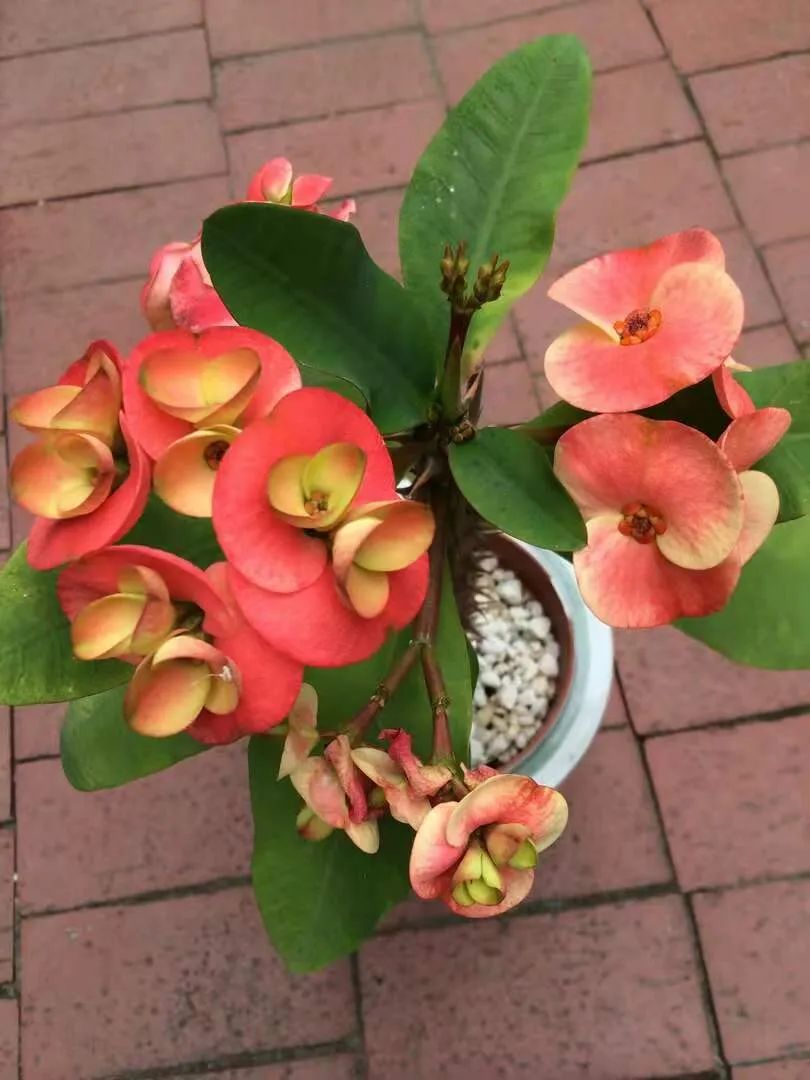 养护难度低,价格便宜,颜值又很高的8种室内盆栽多肉植物
