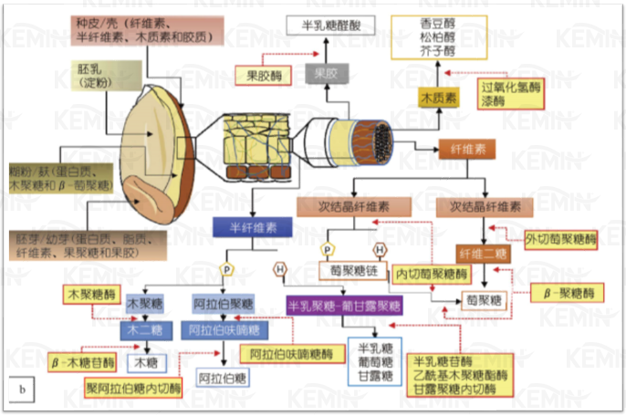 市场玉米主流替代方案分析