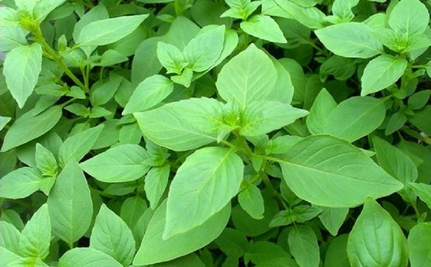 荆芥草图片(中药材荆芥人工栽培) - 赤虎壹号