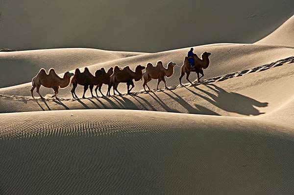 骆驼的特点（历代玉骆驼的特点）-第5张图片
