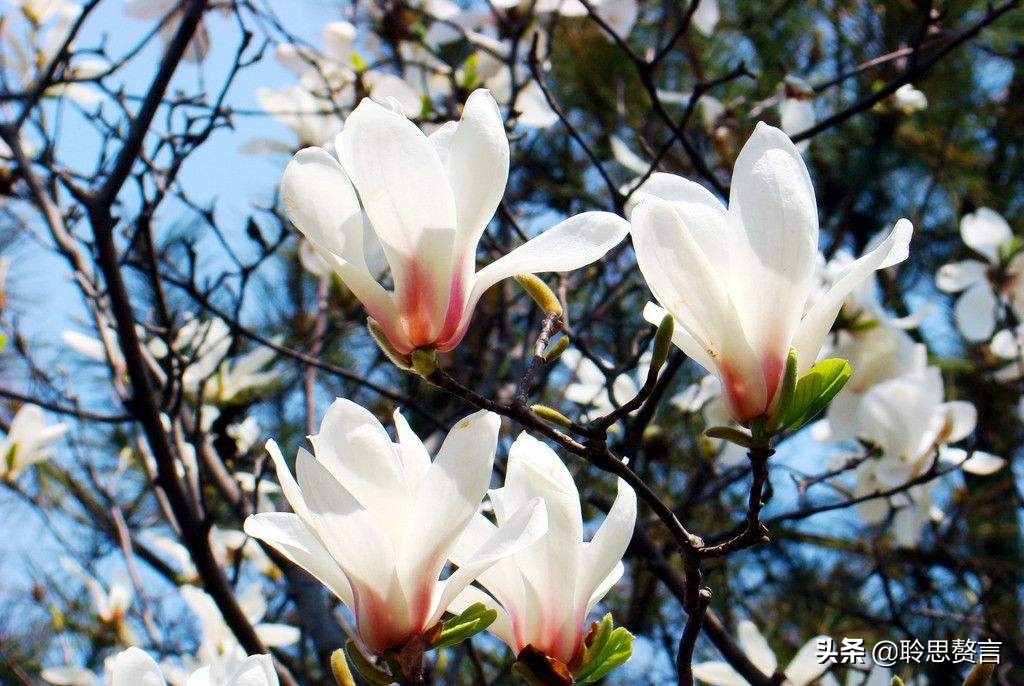 玉兰花诗词精选一十七首 微风吹送玉兰香，兴味由来静处长
