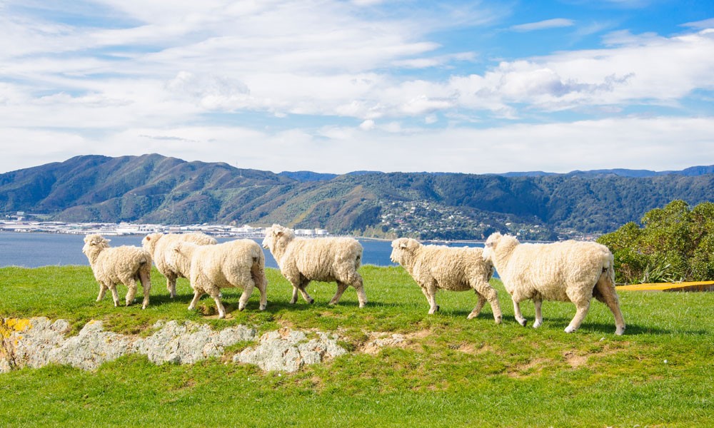 今日新西兰羊肉价格（包头羊肉价格今日价）