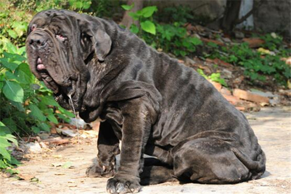 世界十大凶犬最新排名 第七被称为杀人犬，建议最好别养
