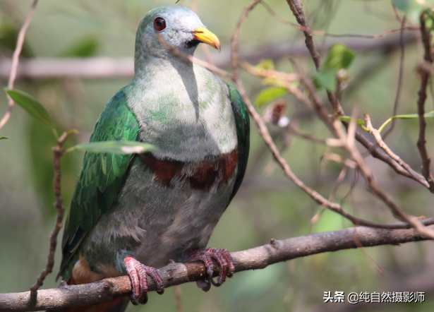 黑颏果鸠百科知识,中国鸠鸽科之一