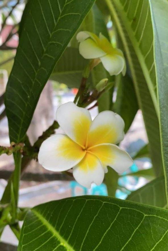 花草的图片大全（100种常见花图鉴一览表）