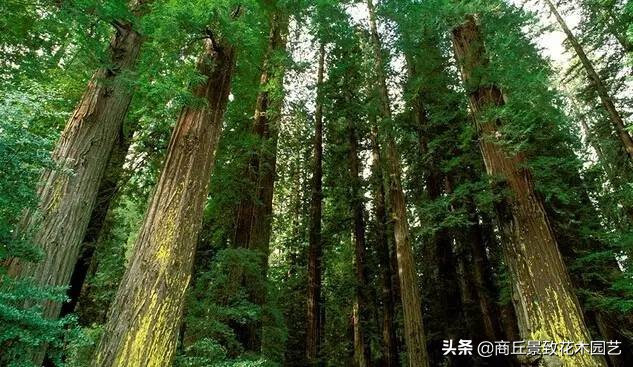 常绿乔木有哪些（70多种常用常绿乔木图例宝典）