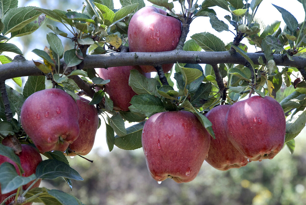 花牛苹果跌至6毛，当季冬枣“烂市”，葡萄柚大跌3元，水果咋了？