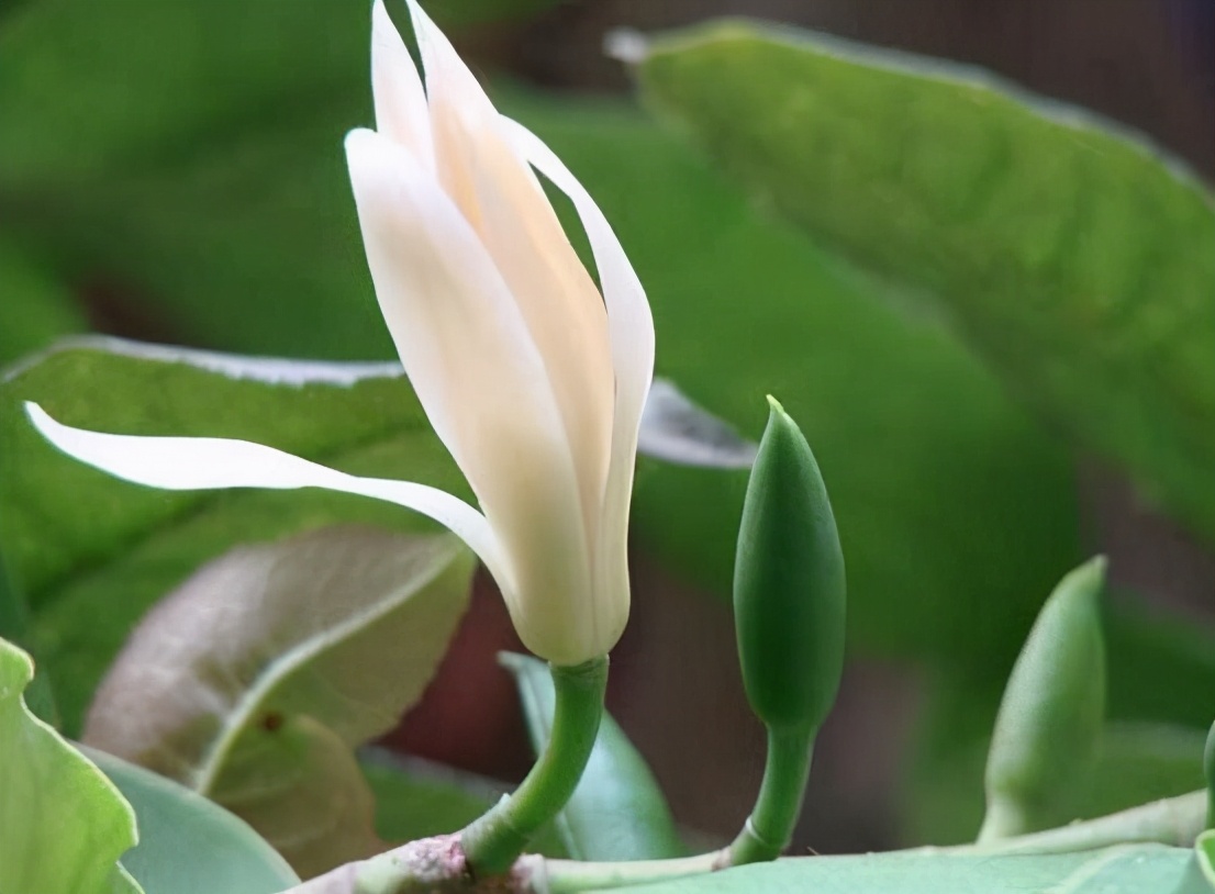 一句白兰花最有名的诗句(一句白兰花最有名的诗句有哪些)