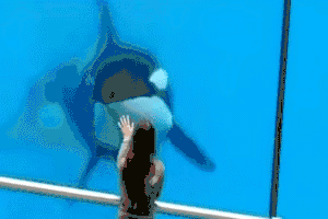 身为海洋食物链“顶端杀手”的它，竟对人类有蜜汁好感？