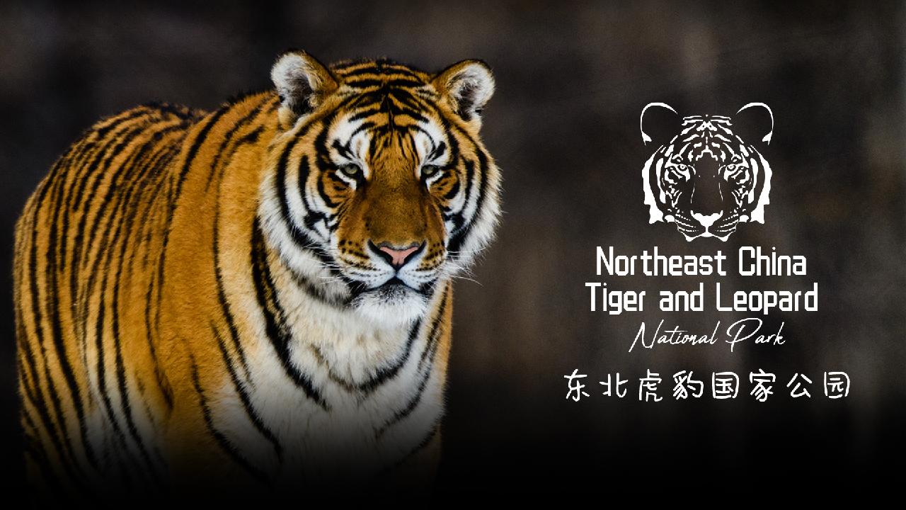 圈出22只老虎得图片(1) - 赤虎壹号