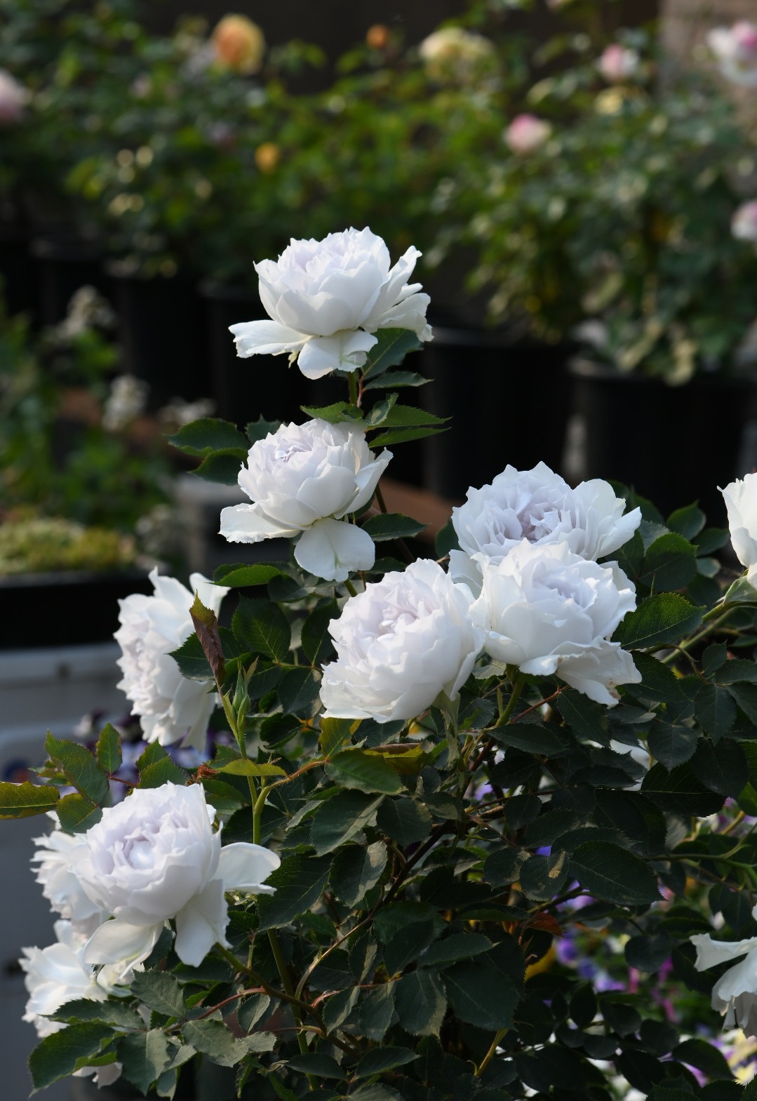 大天使月季图片(推荐一种颜值花香于一身的丰花勤花)