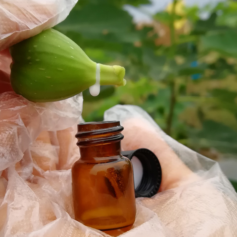 洋槐花有毒嗎,洋槐花有毒嗎能吃嗎