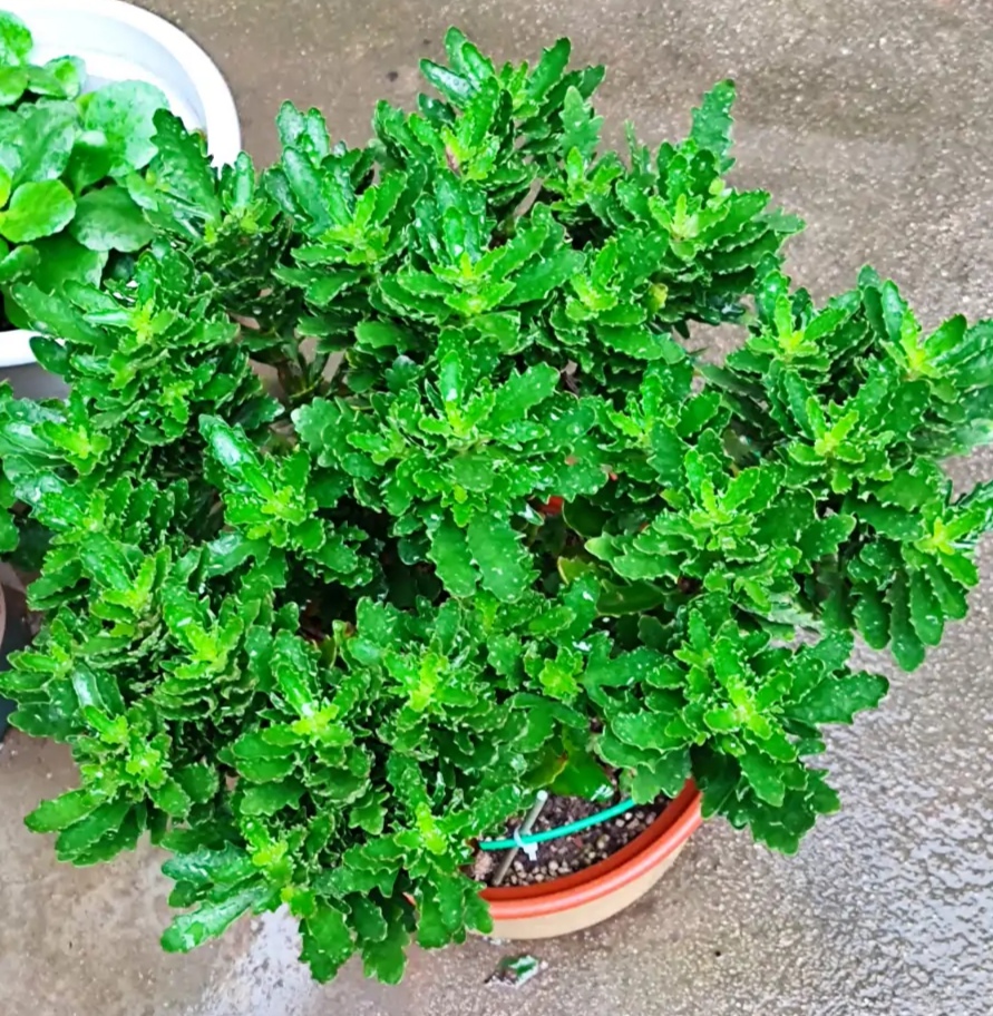 長壽花圖片,長壽花圖片大全