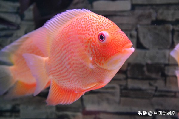 30种惊艳的热带观赏鱼装饰你的家 - 114知识网