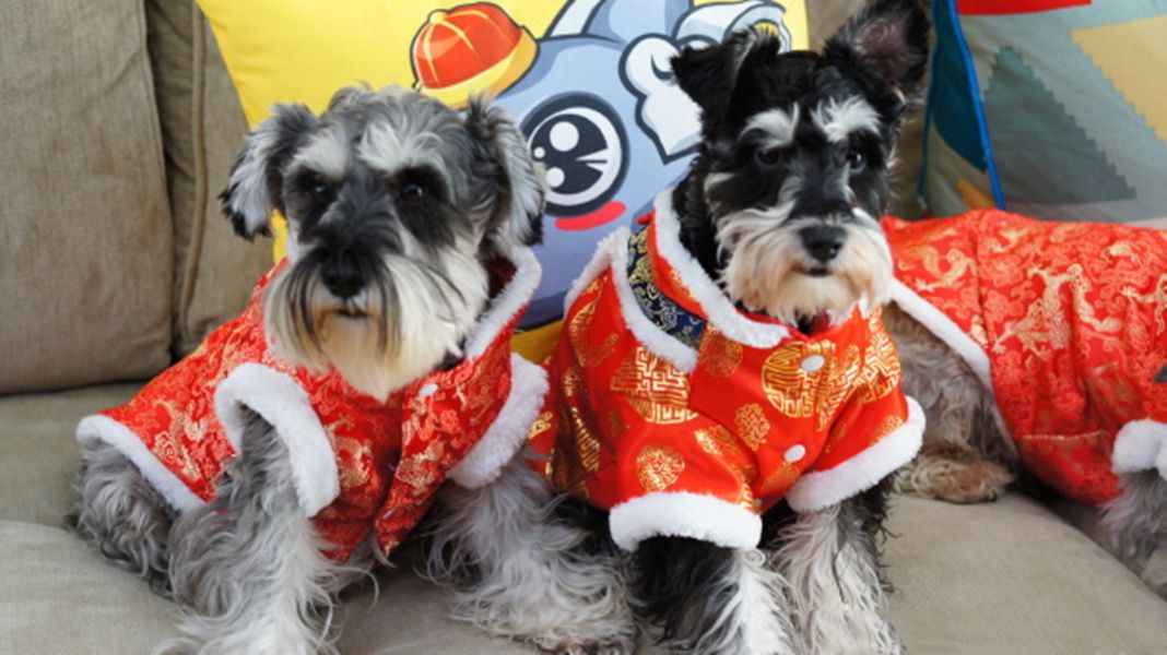 春节别再让狗狗作揖拜年讨红包,看似有趣实则伤害了狗狗的身体