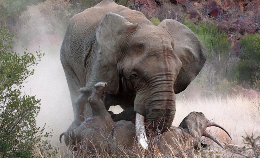 为何公象会强上犀牛？大象的交配与繁殖，奇怪的知识又增加了