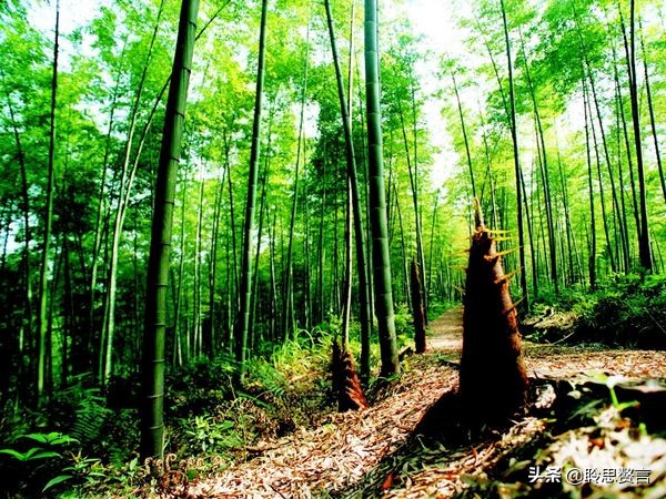 竹林的诗句名人名言和故事