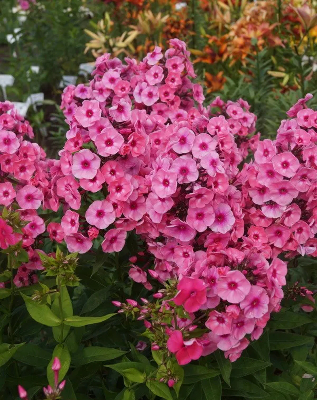 宿根福禄考花期什么时候（夏季里最佳的观花植物）