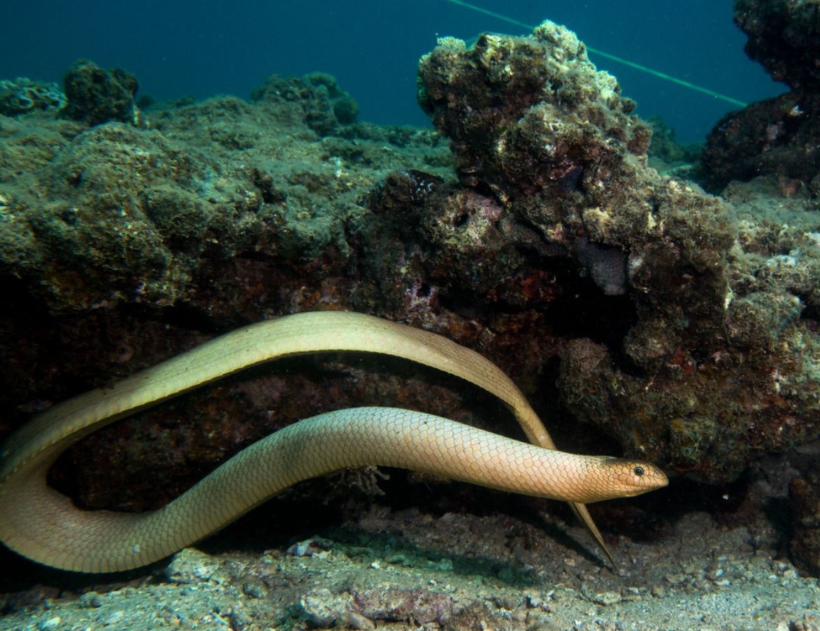 艾基特林海蛇图片(躲避海蛇的小技巧之一)