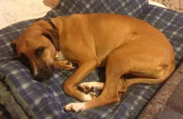 狗狗便血有这5种原因！了解清楚才能对症治疗