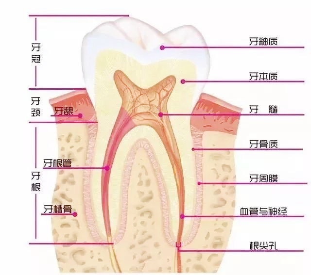 看牙还要拍片？是不是又想骗我花钱了？