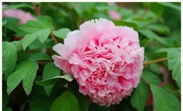 100种名贵牡丹鉴赏 绘画好素材（报花名）