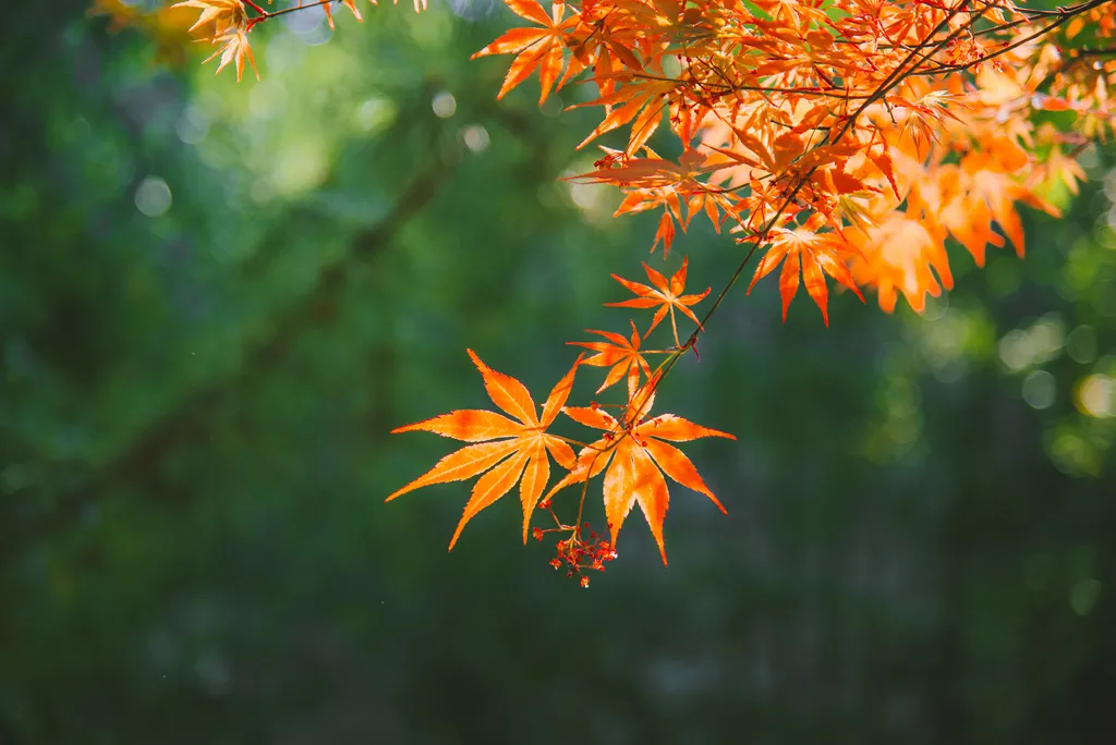 震撼!全国高校最美秋景大PK,哪所高校最最最惊艳?