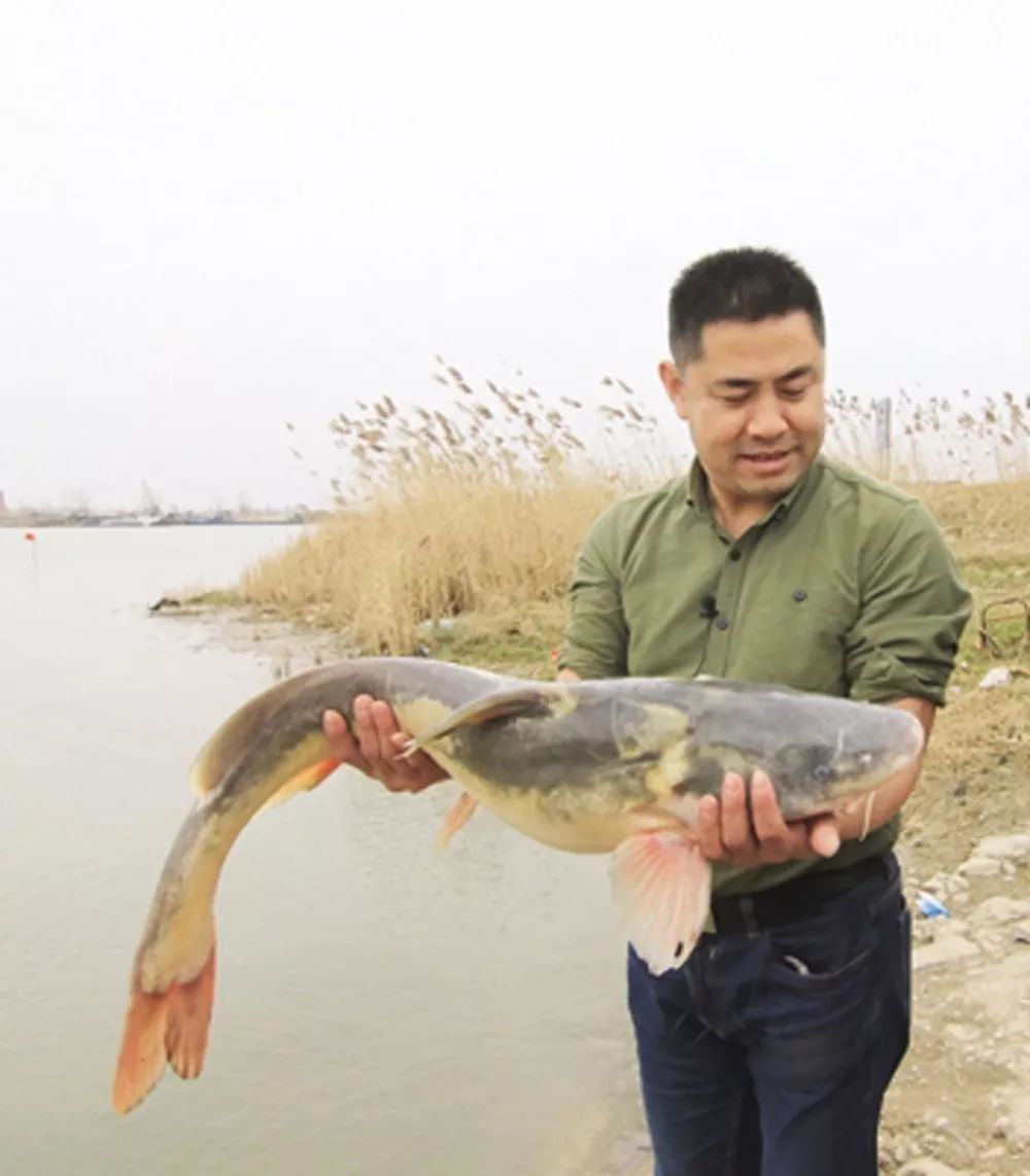 淮王鱼亦称淝王鱼,鮰皇鱼,产于淮河寿县正阳关至淮南市凤台县黑龙潭段