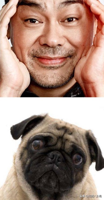 7位"撞脸"狗子的明星:不能说毫无关系,只能说一模一样