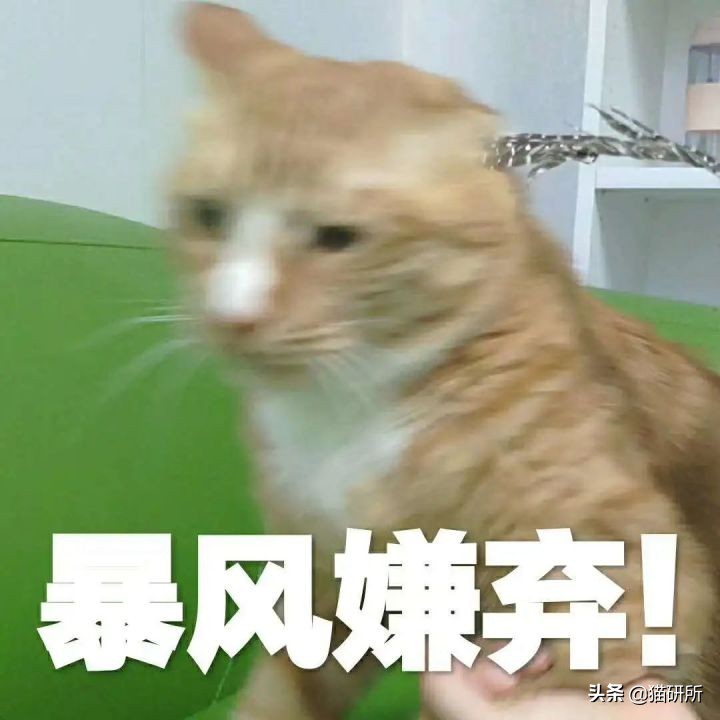 猫咪为啥总是喵喵叫讨食？明明碗里还有粮