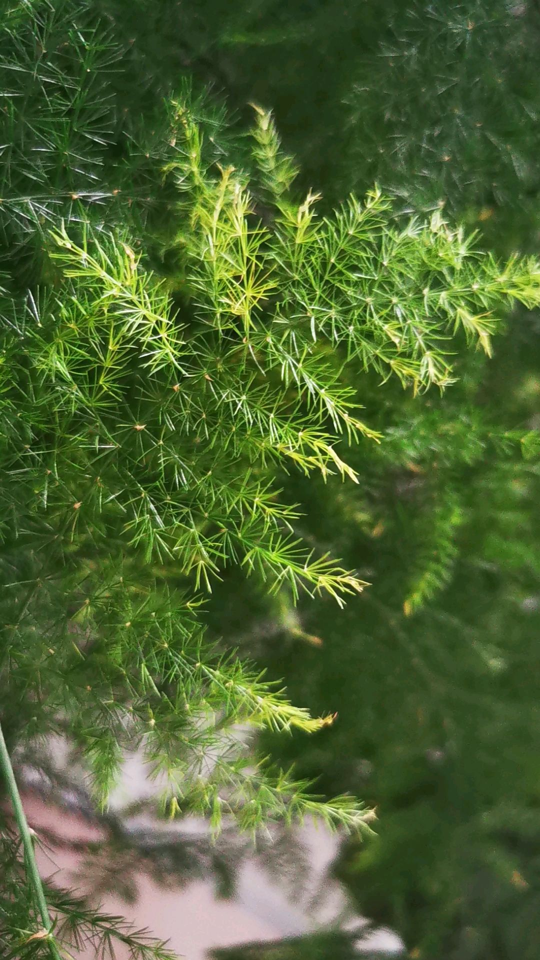 什么花代表友谊（盘点最适合送给朋友的四种花朵）