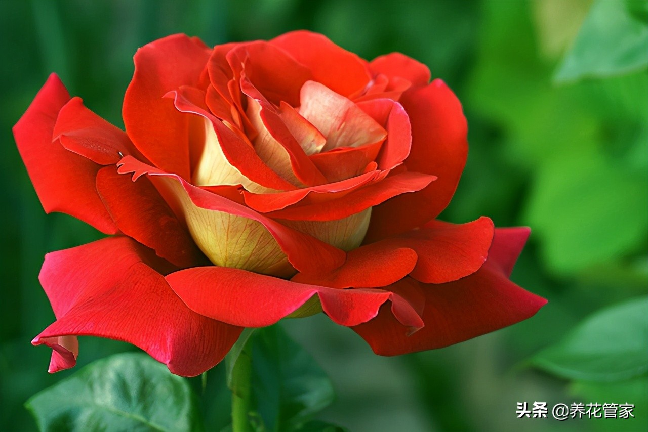 藤本月季和爬藤月季的区别（月季的五大类型及特点）