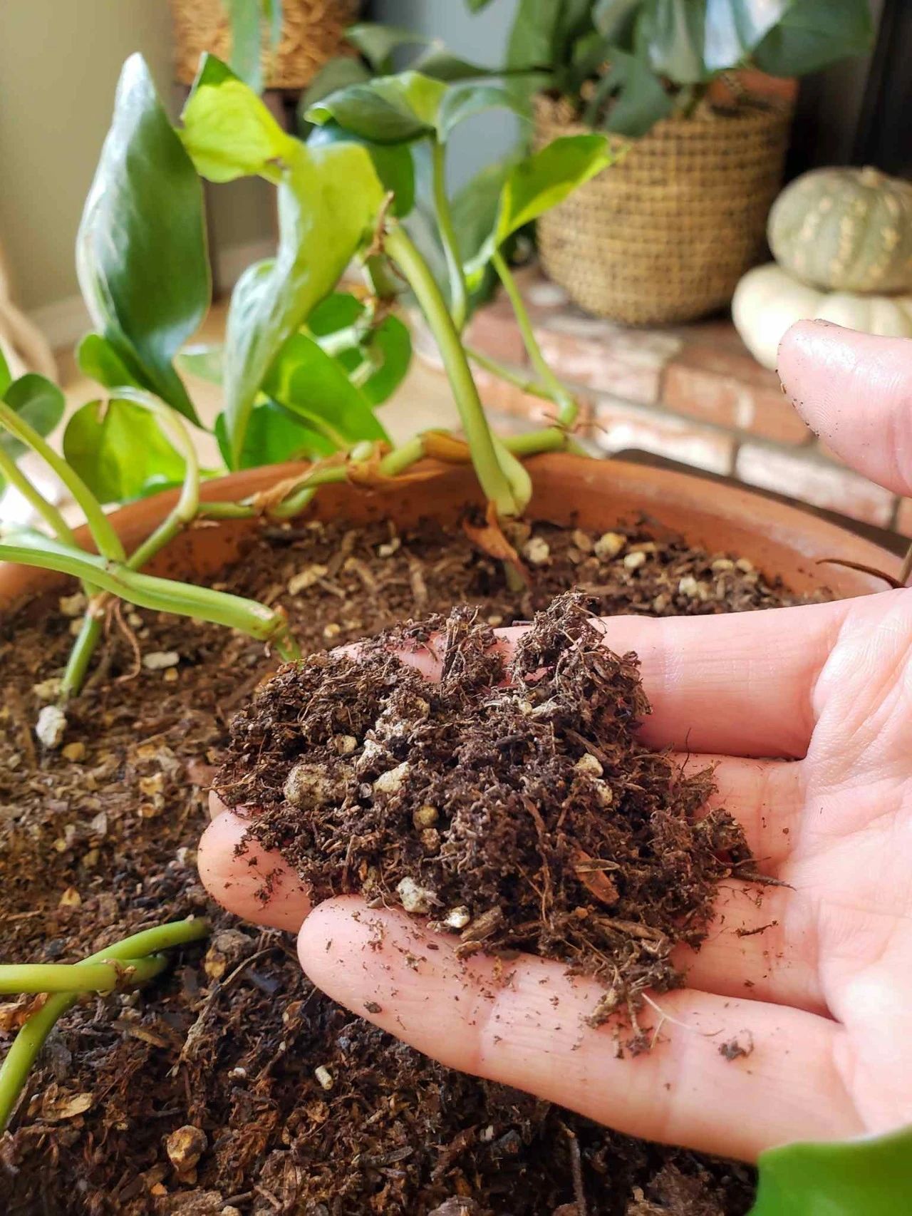 室内花盆里的小飞虫怎样除掉（用3个笨方法消灭小飞虫）