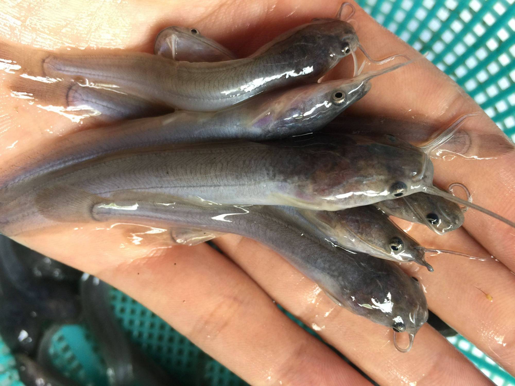 革胡子鲶鱼,又称埃及塘鲺,学名埃及胡子鲶.