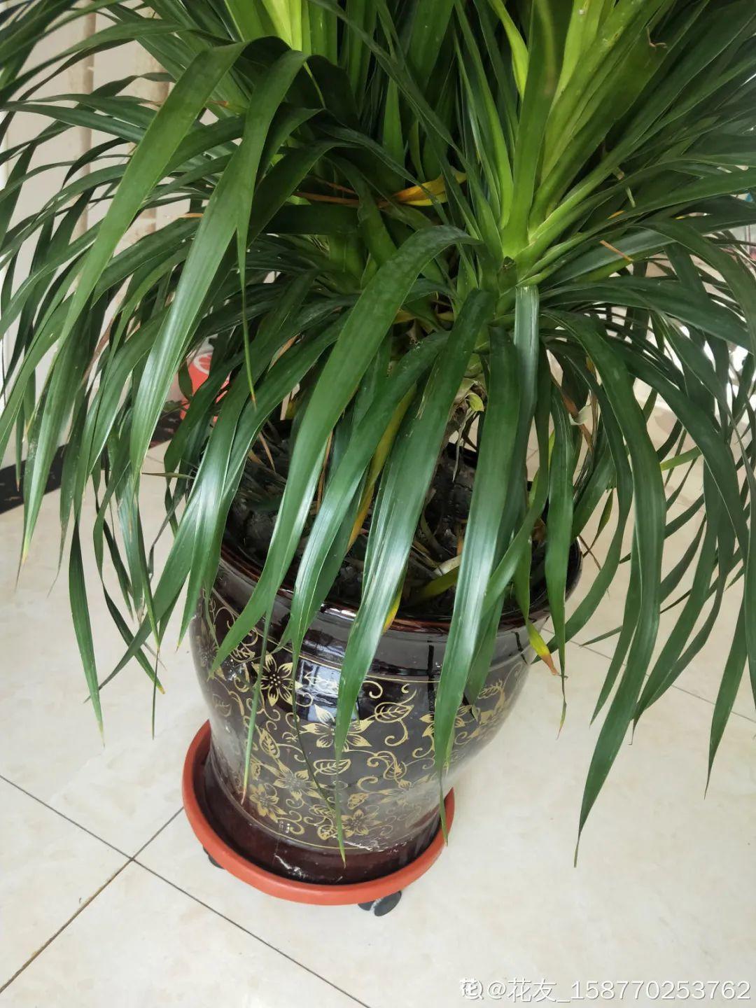 净化空气的室内植物排行（24种花净化空气最厉害）