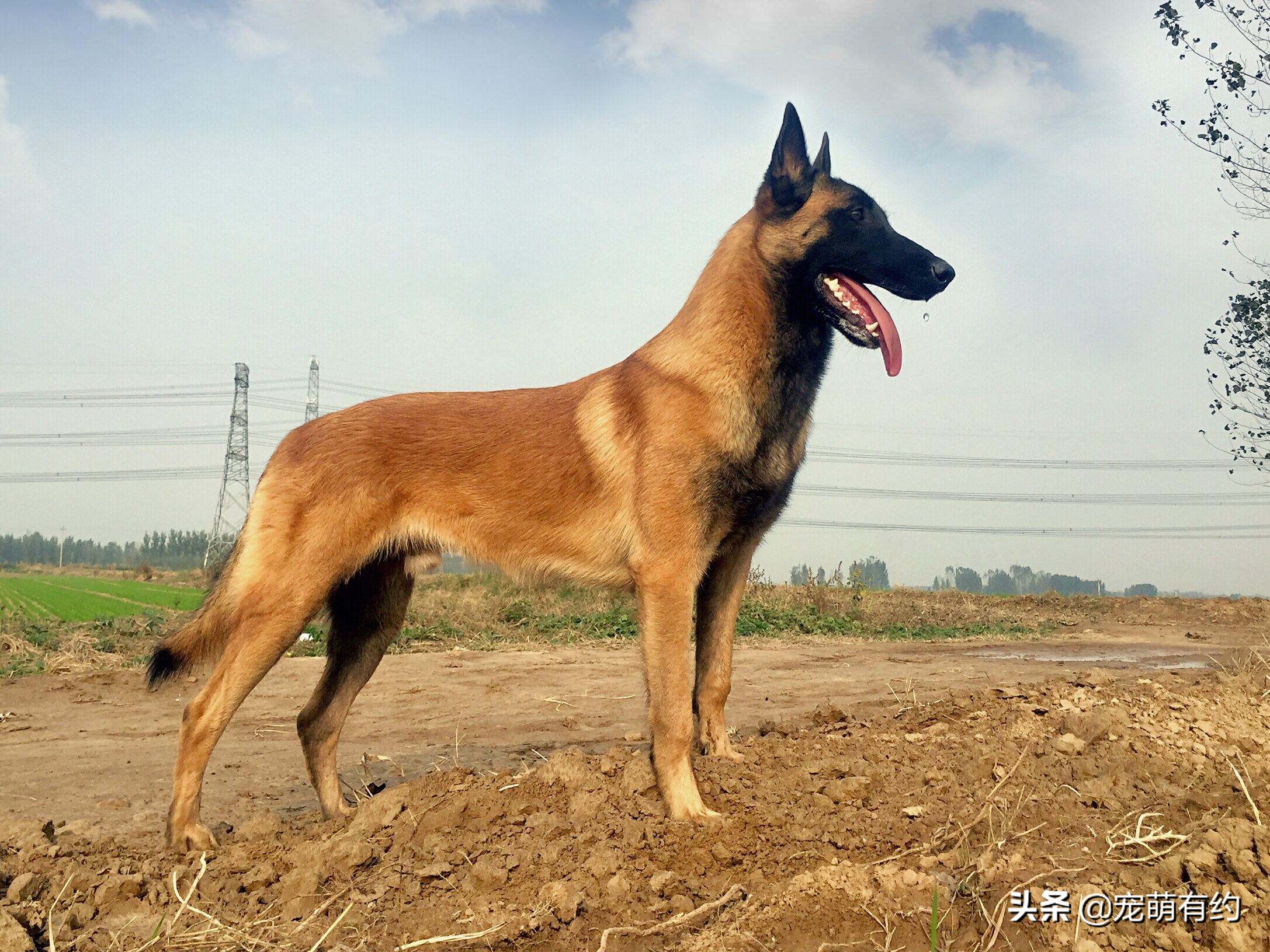 中国十大警犬品种（我国现役的7种警犬介绍）