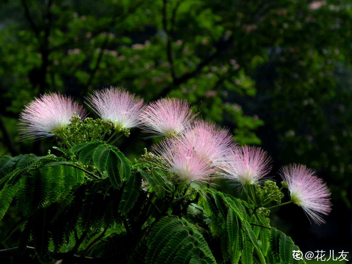 植物大全图片（带你了解这80种常见植物）