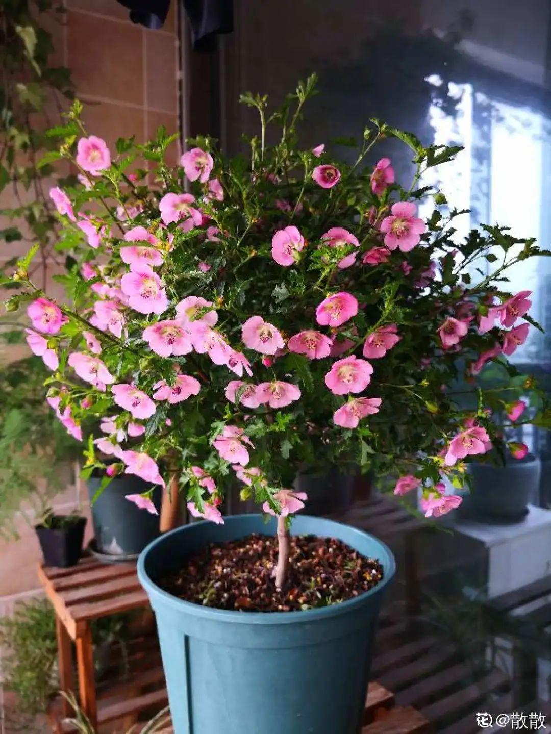 春天种什么花（春天最好养的20种花长得快）