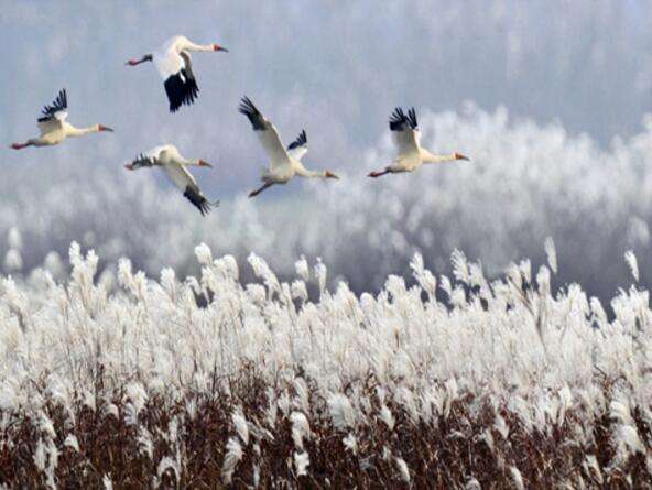 跟我学小古文 | 芦花