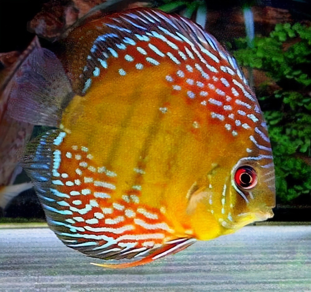 热带鱼品种种类图片
