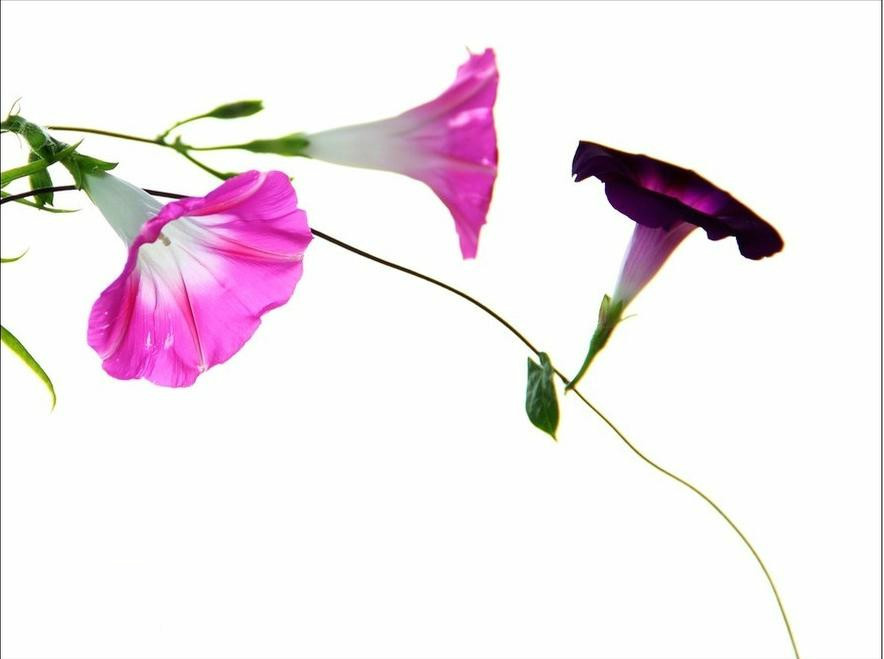 「花卉素材」多姿牵牛花