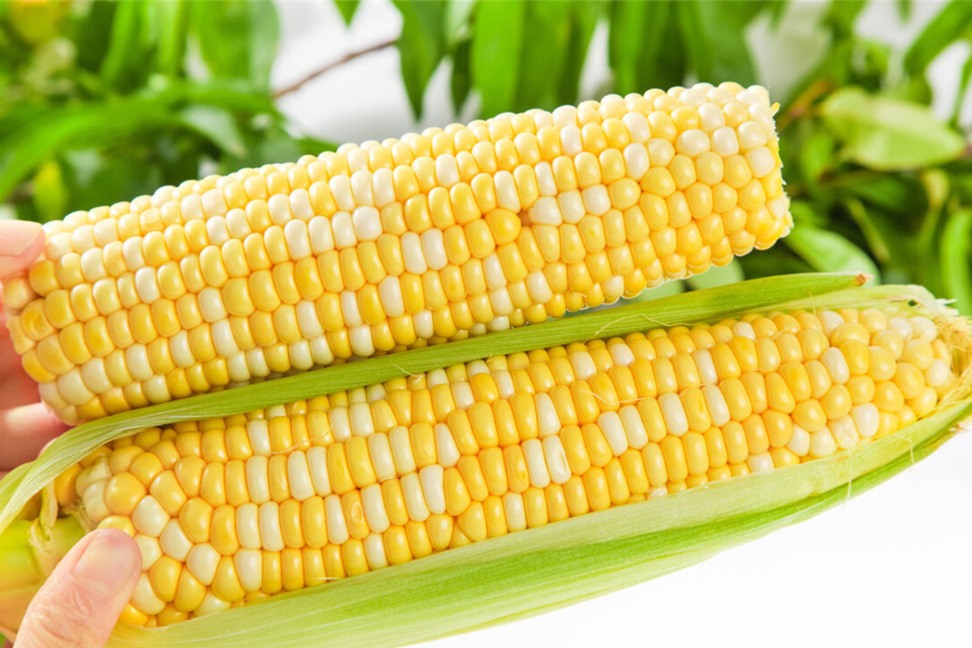 5,西双版纳香糯小玉米
