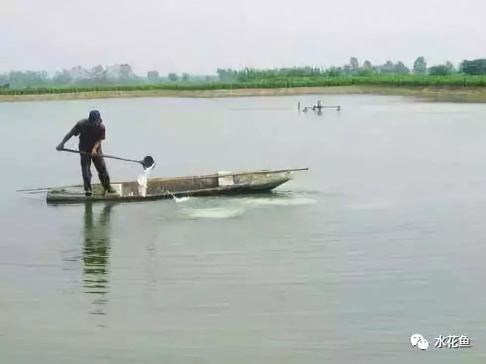 氧化钙是什么颜色（解析生石灰氧化钙与水产养殖的关联）