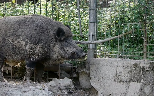 为解决泛滥的20万头野猪，陕西采取新措施，效果会怎么样？