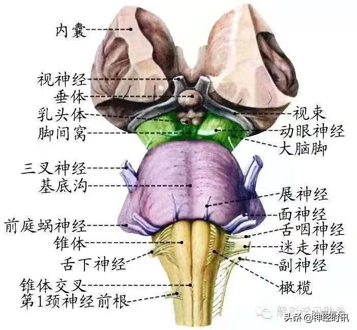 十二对颅神经解剖及损伤后表现