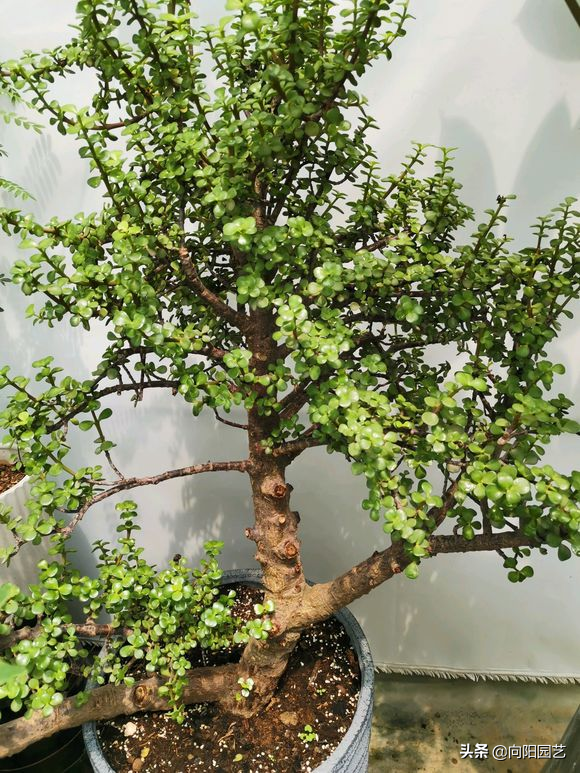 养护金枝玉叶,学会修剪是关键,一年变成小老桩,价值翻番