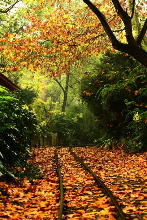 「诗词鉴赏」古诗词里的山中秋色，气象万千，摄人心魄的美丽