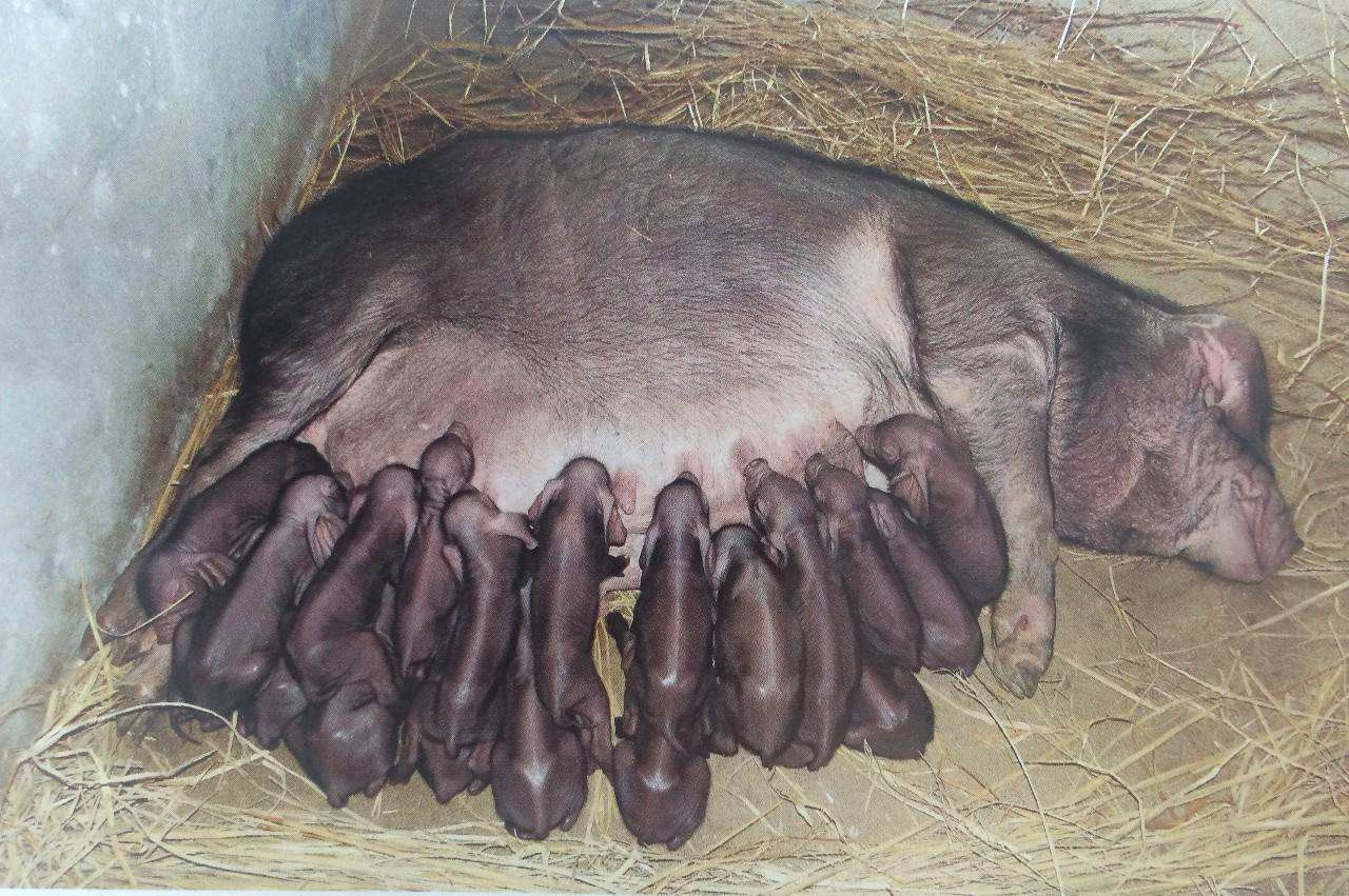 聋猪图片大全(那些活在我们记忆中的大黑猪) - 赤虎壹号